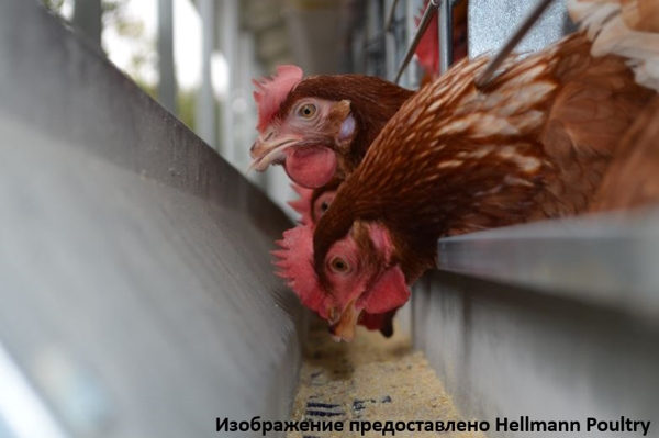 Якутская птицефабрика закупает специальную добавку