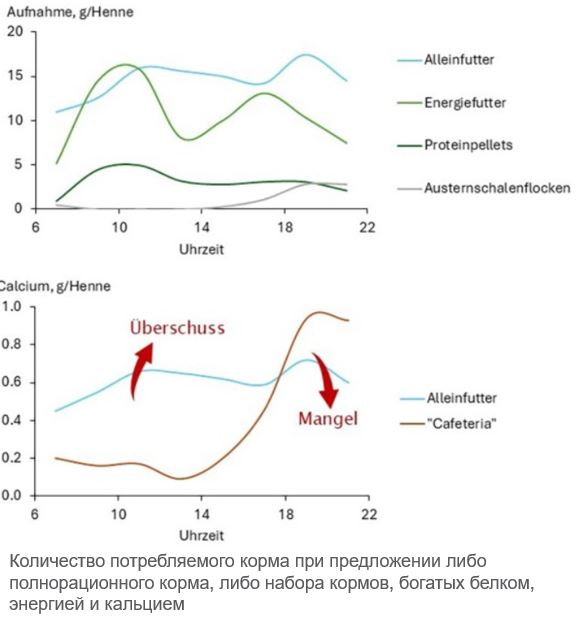 Раздельное питание кур-несушек