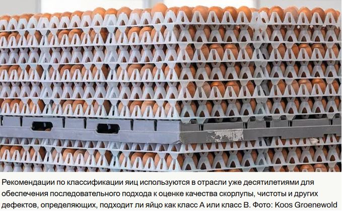 Великобритания, качество яиц увеличивается
