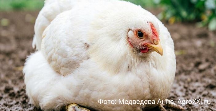 Вялые бройлеры падают на ноги, что делать?