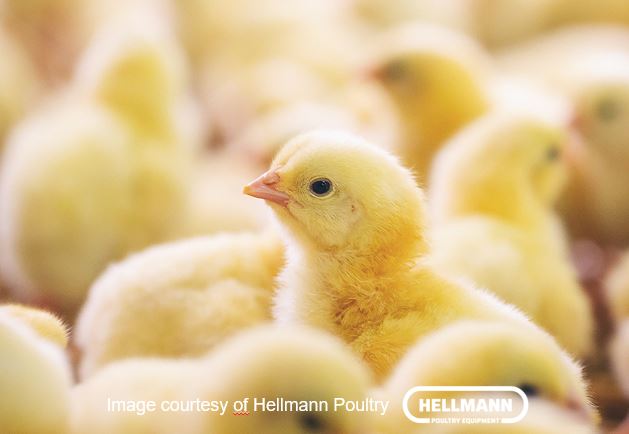 Кур в МФЦ носить не нужно. Снимок предоставлен Hellmann Poultry