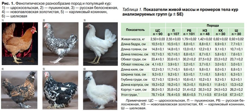 Фенотипическое разнообразие пород кроссов кур