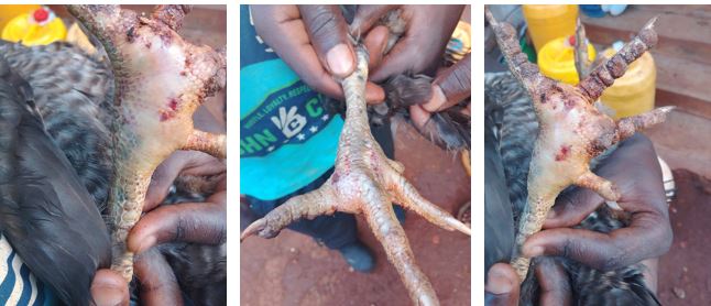 Курица, инфекция стопы