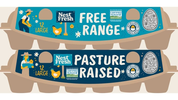 Куриное яйцо, определение пола, несушка, петушок