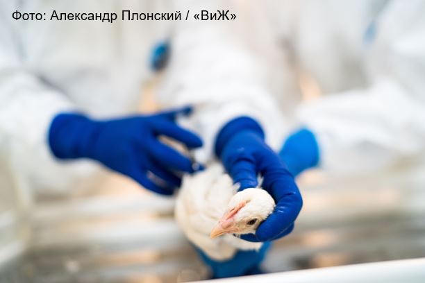 Вакцинация родительских и промышленных поголовий птицы