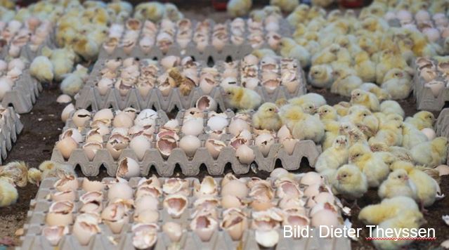 ЕС, оглушение птицы с помощью азотной пены