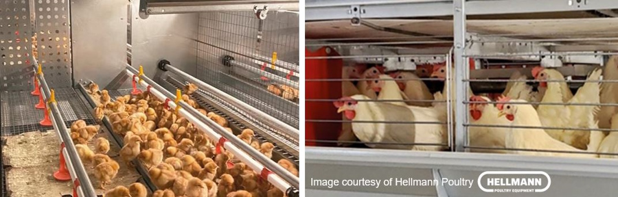 Hellmann Poultry: мировой лидер в сфере содержания кур несушек, молодки, родительского стада