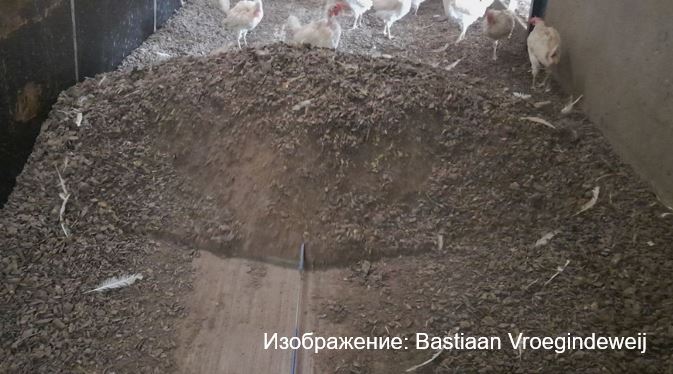 Технология снижает выбросы аммиака в птичнике для несушек