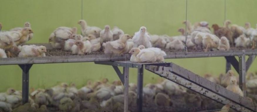 Платформа для содержания бройлерных кур, Германия