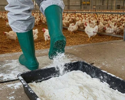 Известь для дезинфекции входа в птичник