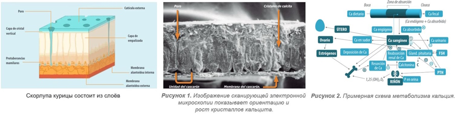 Яичная скорлупа, важная часть куриного яйца