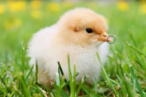 Цыпленок, роговидный выступ на клюве