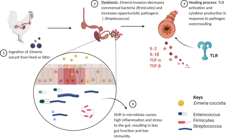 Кокцидиоз - самое значимое и распространенное заболевание птиц