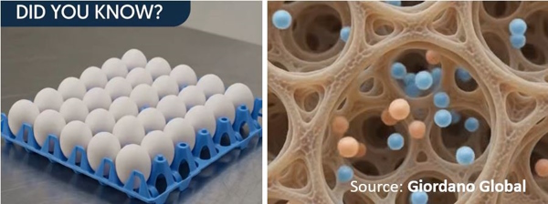 Яичная скорлупа куриного яйца