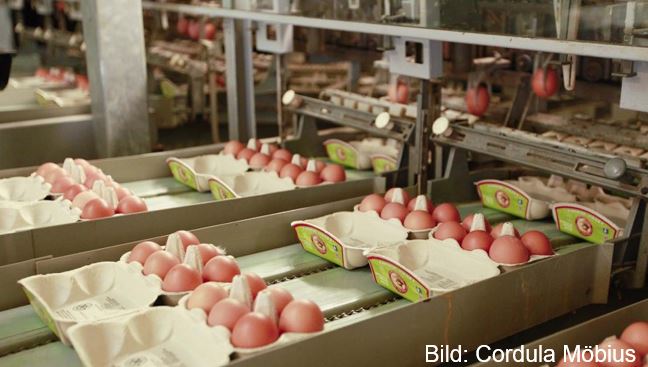 Германия, цены на сельхозпродукцию упали, кроме куриных яиц