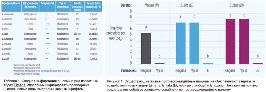 Кокцидиоз, проблема в птицеводстве