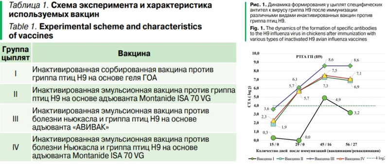 Исследование вакцин против гриппа птиц яичного направления