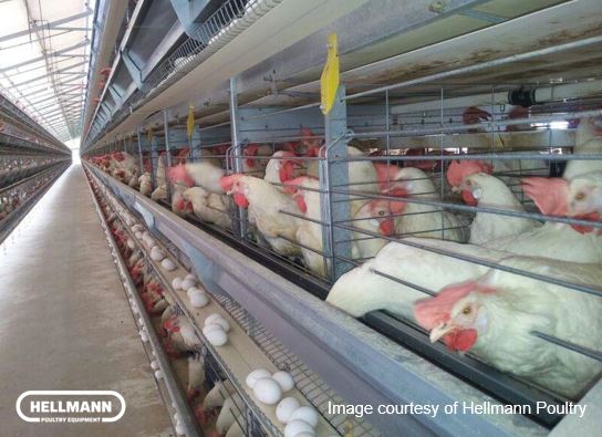 Птицеводческая отрасль Вьетнама: куриное яйцо. Снимок предоставлен Hellmann Poultry