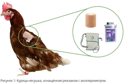 Куры несушки, отслеживание активности