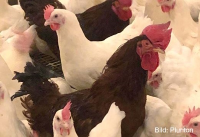 Увеличение срока продуктивности родительского стада яичных пород