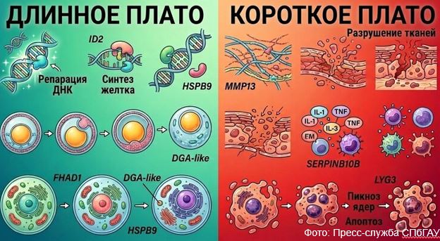 Стрессовый ген кур под воздействием сорняков