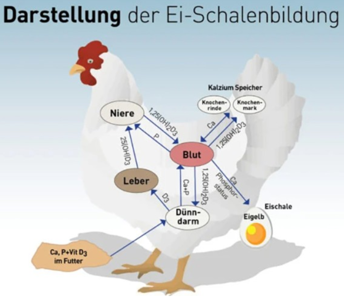 Кальций в рационе кур-несушек
