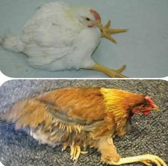 Хромота и атаксия у птицы