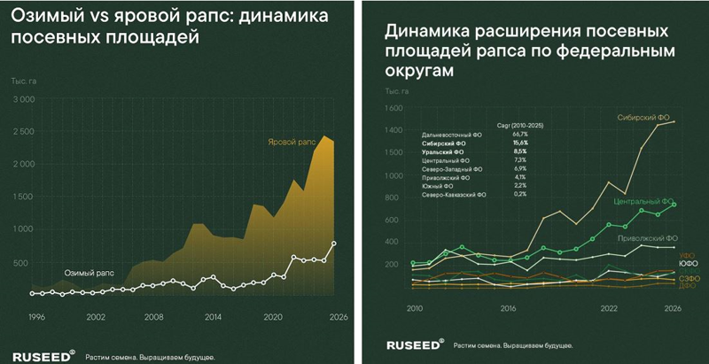 Рапс, посевные площади на 2026 год