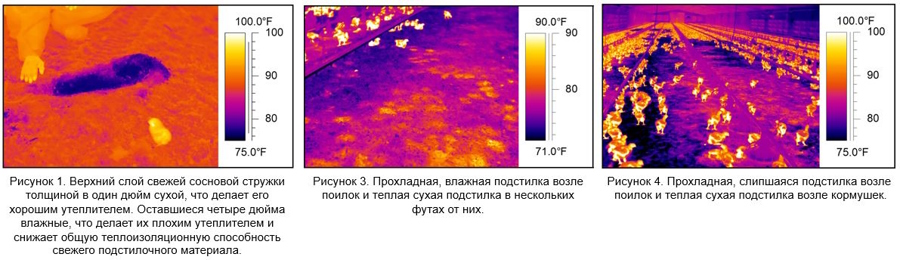 Выращивание птицы на подстилке