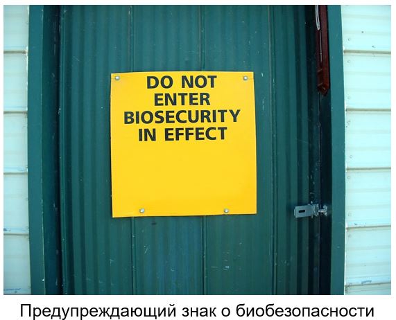 Технология фотокатализа: дезинфекция птичника