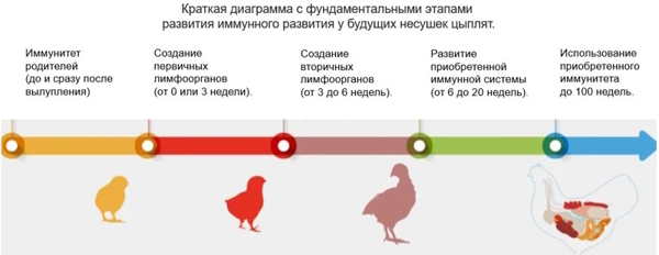 Иммунитет для продуктивности кур несушек
