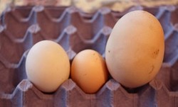 На Закарпатье курица снесла яйцо весом в 204 грамма
