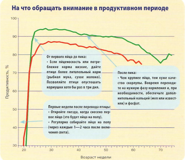 Куры несушки. Идеальные кривые