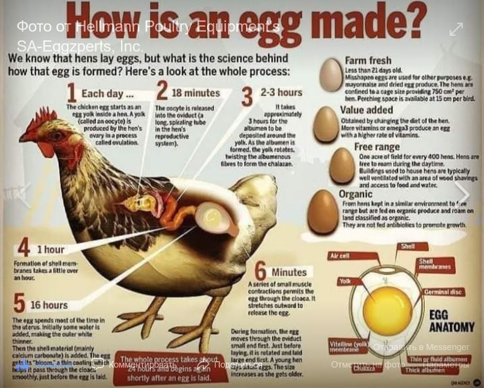 How is an egg made